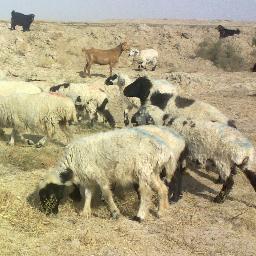 I am Baloch from Balochistan and new i live in Afghanistan Zirang city because our country has fight