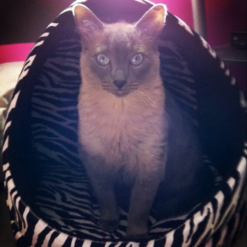 I'm just your average cat that's sassy and classy.