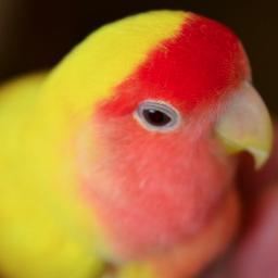 食器を販売しているプチスーベニアですが、コザクラインコのもっちーちゃん＆きなこちゃん＆店長が関係ないことをつぶやきます。たまにセール情報や入荷情報もお伝えするかもしれません。
楽天市場⇒http://t.co/7amAYxyV3I　Facebook⇒http://t.co/tk0D2I7tNN