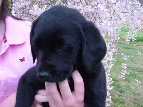 Nothing brings joy like a Labrador!