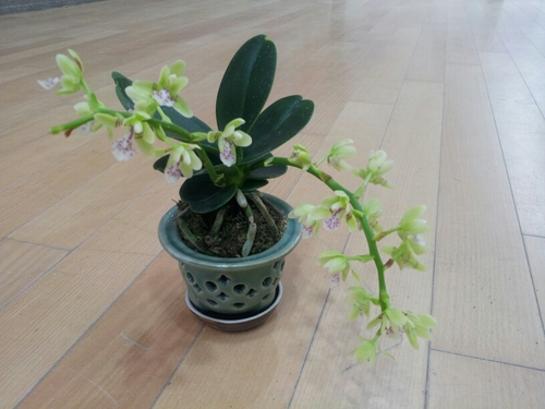 꽃, 나무, 사람,  세상 그리고 삶