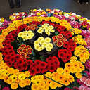 Angela Chew - @AngelaChew3 - Twitter