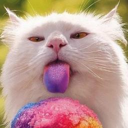 rainbow_cat's profile picture. 