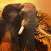 Tembe Elephant Park (@tembeelephant) Twitter profile photo