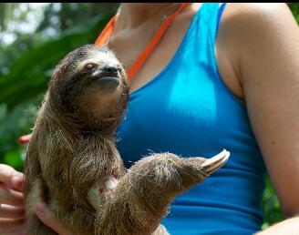 I am dean. I am a sloth. I like tits and trees.