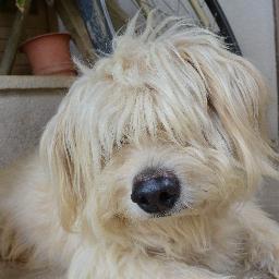 umemasa2's profile picture. 