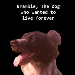 vegan Anarchist and animal rights activist.Also write and make short films. Bramble , my collie friend was worlds oldest dog.