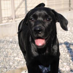 グレートデン✕2、ゴールデン×２、秋田犬の5頭の犬との生活を日記気分でつぶやきます。どうぞお気軽にお声がけください。画像の無断転載はご遠慮ください。