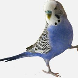 colljoaquim's profile picture. Soy perico , sufridor eterno pero positivo y con moral.