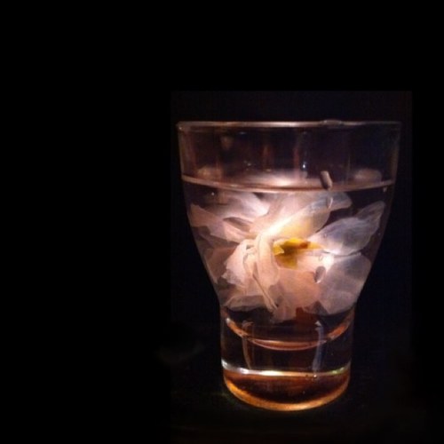 元バーテンダー、テキーラ好き。 現在、セールス。日本酒修行中(8年生)。日本酒呑み重ねるうちに…何が旨いのやら…༣(-_-。)全部旨い…。高級酒から手頃酒、関係なく愛呑します。通好みな辛口より、純米・生酒、濃醇清酒好き。 (。-_-。)日本酒で乾杯。