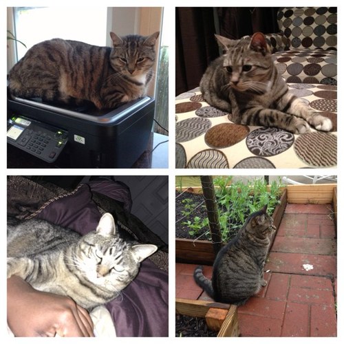 Two cats rescued and adopted, living together in our forever home.