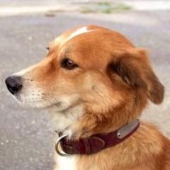 ものぐさ釣り師、初級バードウオッチャー、蕎麦っ喰い、素人写真家、そして無類の犬好き。北海道観光マスター
