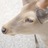 l3babysbreath's profile image