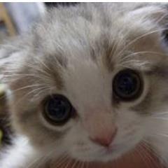 Moviestarplanet: Kittehy ^ Pweese follow this freak