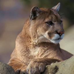 CoachFerrence's profile picture. Life is like more than a box of chocolates. Strap yourself in and enjoy the ride!