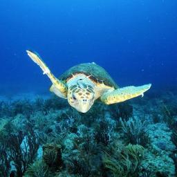 LoggerheadLove's profile picture. Save our ocean's Loggerhead Turtles! #SML