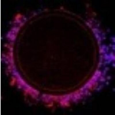 Vet Embryology At Vetembryology Twitter - 
