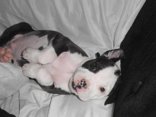 francky937's profile picture. 