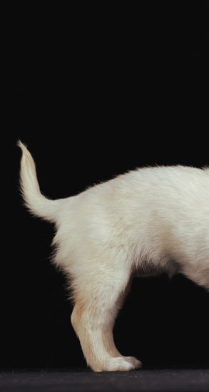 wagthedog's profile picture. This Twitter Account is For Sale ► You get Twitter WagTheDog Account, Domain www.Wag-The-Dog.biz + Hotmail Email @live $599 USD ► Email me: wag-the-dog@live.com