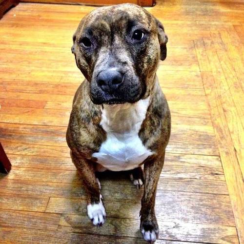 Lover of bones and barking, terrified of thunder, squirrels and my own shadow.