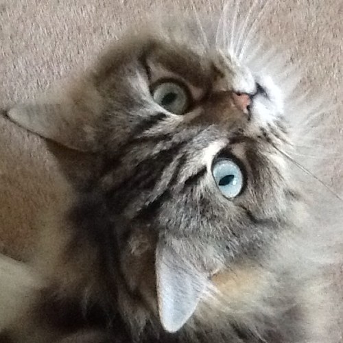 PearceAlison's profile picture. 