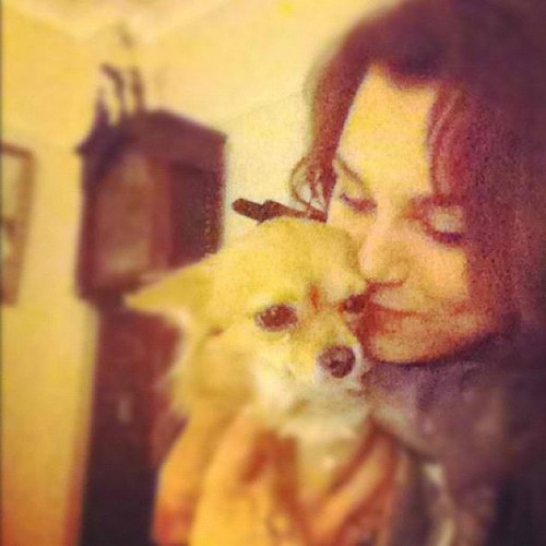 Little fox of a dog. My name is Lily. @Samanthabarks is my mummy.