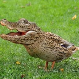 Dans un monde parallèle il existe de drôles d’animaux, ce monde s'appelle : Photoshop.