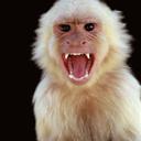 Howling Monkey - @RobLand808 - Twitter