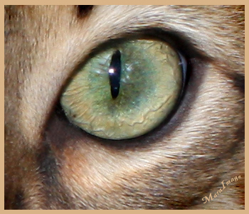 Dazzledots's profile picture. Bengal Breeder since 2003; Polynesian Teacher/Dancer; Sheltie Breeder for 15 years; I'm a summer girl at heart - just like my last name.