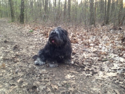 Merel's nestje is een vakantie chalet waar honden ook welkom zijn, genaamd naar mij Merel de pon, ik ben een diva met sterallures