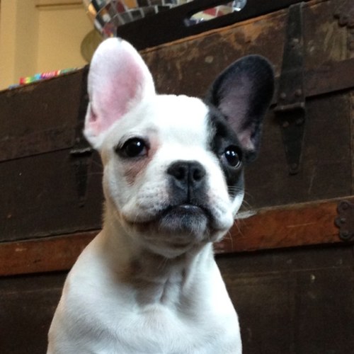 London_Frenchie's profile picture. I am a frenchie! I love bananas and farting up a storm!