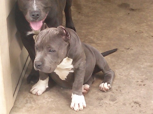 _bigdogsnopups's profile picture. 