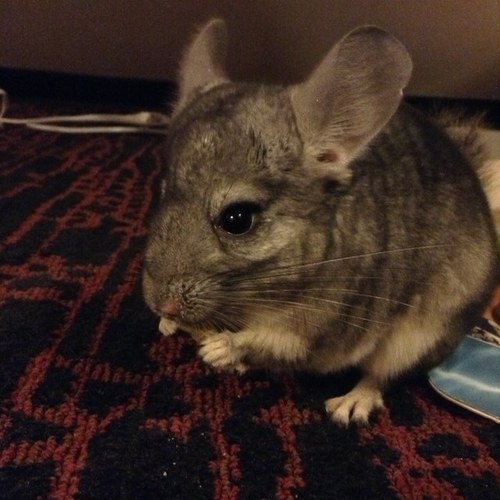 just a chinchilla chillin