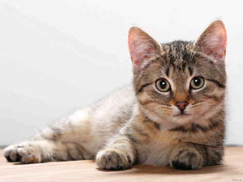 D'aw. Look at meh. I'm so fluffeh..                                     Meow, Bitch. Molly's Cat. #Sherlock