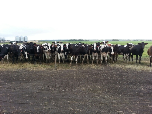 Dairy Farming in central AB with my wife, dairy genetics & show cow enthusiast.