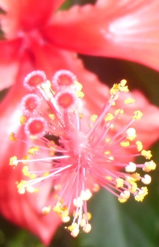 photofan