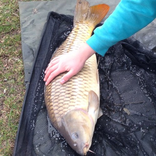 A well established all year round pond set in a peaceful, sheltered and idyllic location. Carp orientated (5-20lb) with a good mix of silver fish.