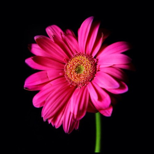 roseannroseann's profile picture. 