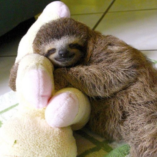 Sloths are the coolest thing since slothed bread