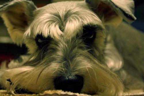 SchnauzerWalk's profile picture. 