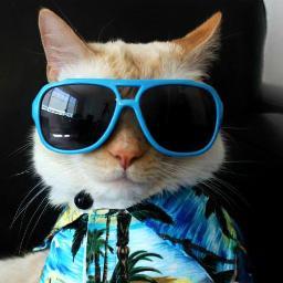 I am Watson the KATU Weather Cat - Watch for me every Friday at 6 pm