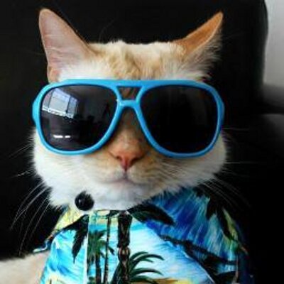 weathercat twitter weathercat twitter