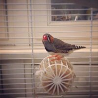 giulia makaus (@giuliamakaus) 's Twitter Profile