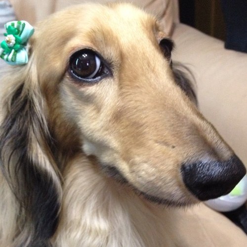 変なダックスフンドと変なポメラニアンと暮らしています。数々の犬連れキャンプを経て2016年から千葉の鴨川に通うようになりついに引っ越して来ました。  ゆるゆると生きていきたいと思います。