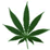 ValleyCaregiver's profile picture. Providing Safe Access to Medical Marijuana in the San Fernando Valley. We provide FREE Delivery to members on Disability and Unemployment!