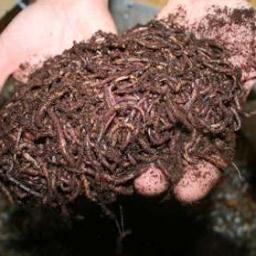 investigador en biotecnologia ,productos organicos de alto valor agregado,criador de lombriz roja de california ,eisenia foetida,productor de vermicomposta, ver