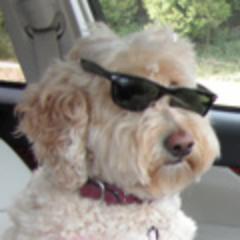 Moxiebot's profile picture. 