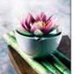 Massagebdmt's profile picture. I have been providing a variety of techniques of therapeutic massage therapy since 1999. I also provide continuing education and canine massage.