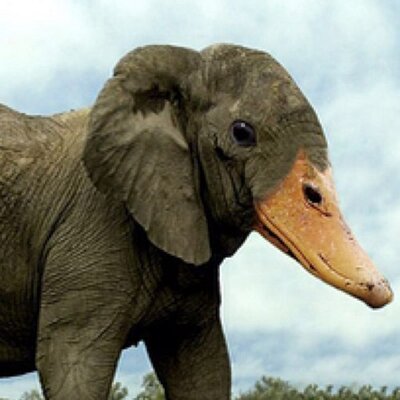 Hybrid Animals (@HybridAnimaIs) / Twitter Hybrid Animals (@HybridAnimaIs) / Twitter