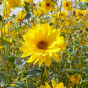 Dulce bucio - @Dulfresita - Twitter